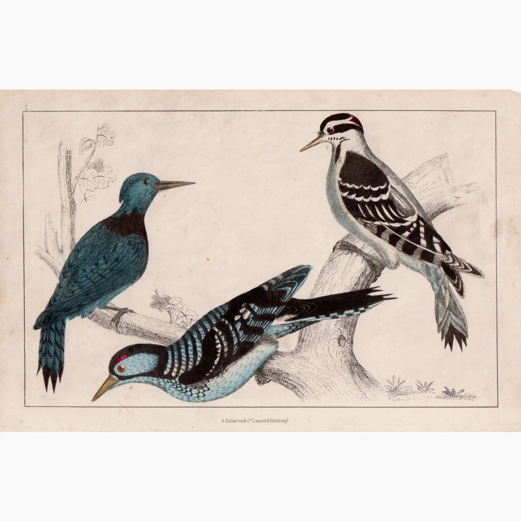 Antique print Three Woodpeckers c.1840 Prints