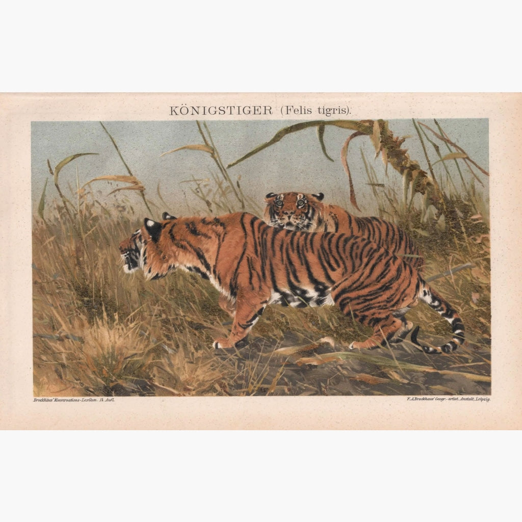 Antique Print Tiger Felis Tigris Konigstiger 1895 Prints