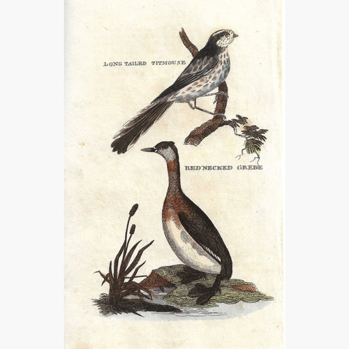 Antique Print Titmouse Grebe 1815 Prints