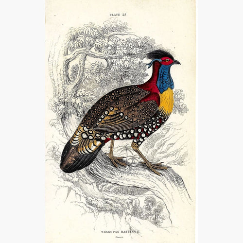 Antique Print Tragopan Hastingii 1860 Prints