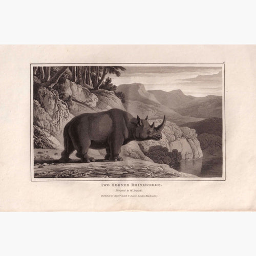Antique Print Two Horned Rhinoceros. 1809 Prints