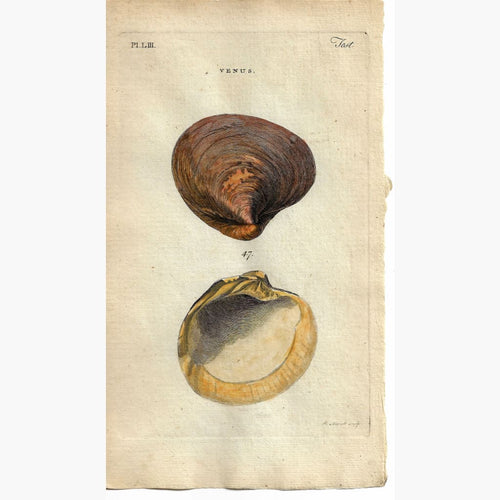 Antique Print Venus Shell 1777