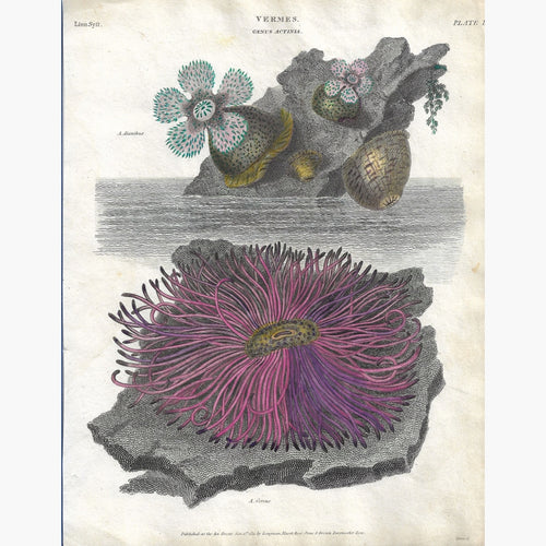Antique Print Vermes Genus Actinia 1811 Prints