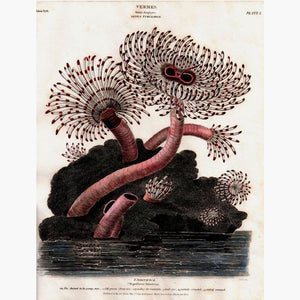 PinterestTwitter Vermes Tubularia order Zoophites 1809 Prints KittyPrint 1800s Corals & Molluscs