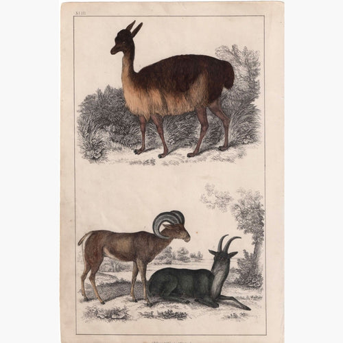 Antique Print Vicugna Of Peru Argali 1855 Prints