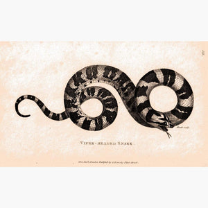 Viper-headed Snake 1804 Prints KittyPrint 1800s Insects & Reptiles