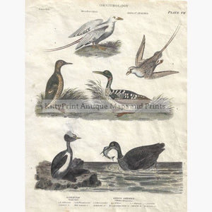 Antique Print Water Birds 1812 Prints