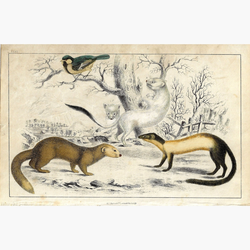 Antique Print Weasels and Ferret 1855 Prints
