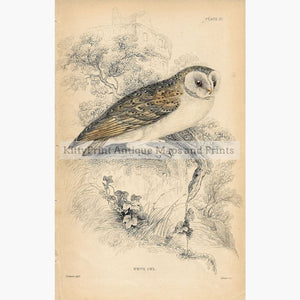 Antique print White Owl 1860 Prints