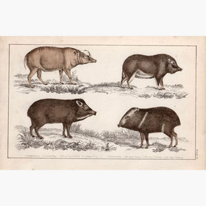 Wild Pigs Hogs c.1848 Prints KittyPrint 1800s Monkeys & Primates