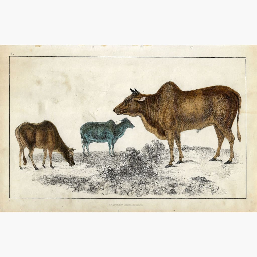 Antique Print Zebu c.1840 Prints