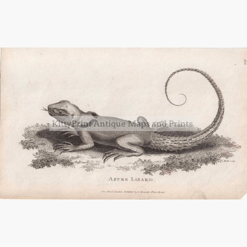 Azure Lizard 1802 Prints