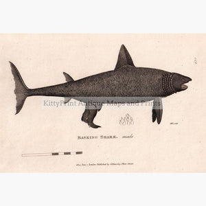 Basking Shark 1804 Prints