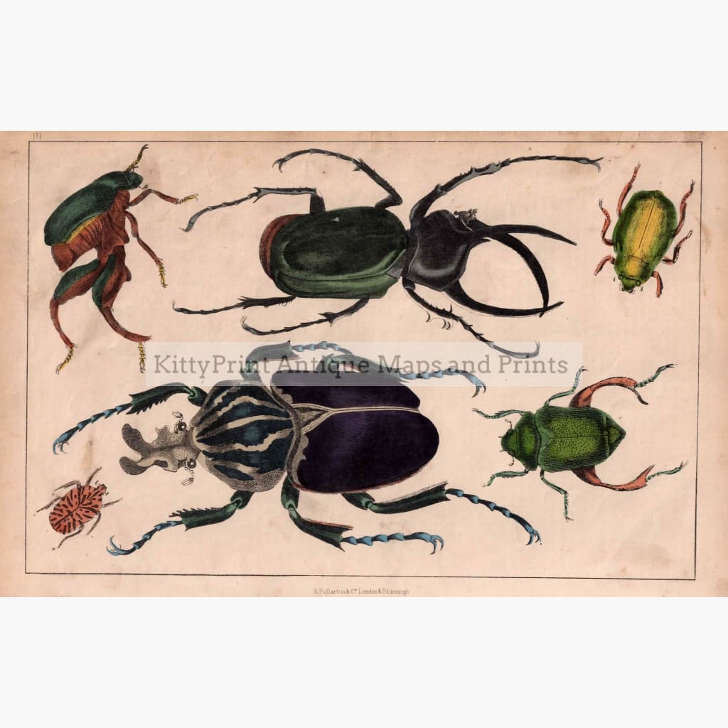 Beetles 1855 Prints