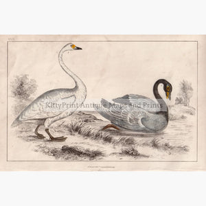 Bewick's And Black-Necked Swan C.1840 Kittyprint Prints
