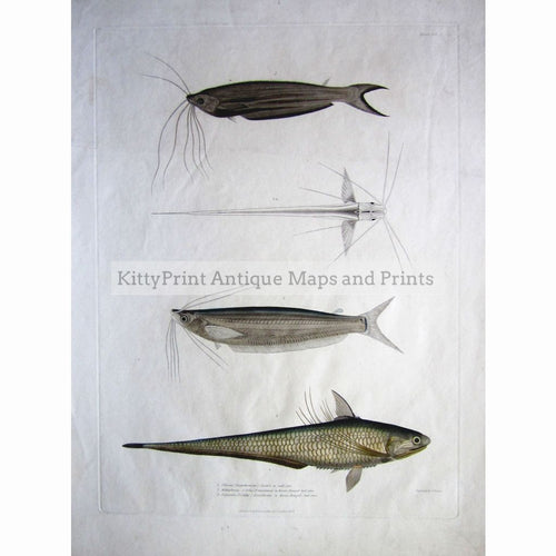 Big Fish 1829 Prints