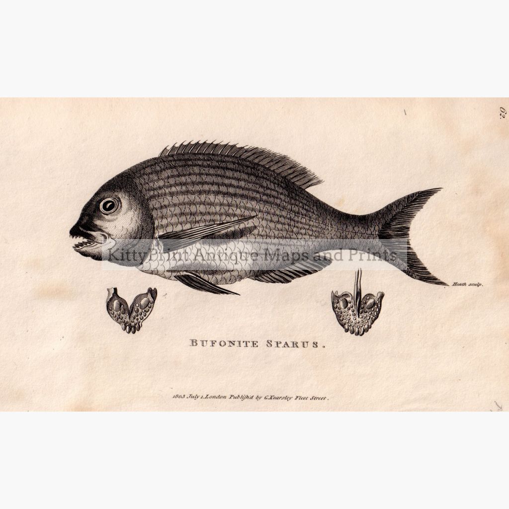 Bufonite Sparus ( Fish) 1803 Prints