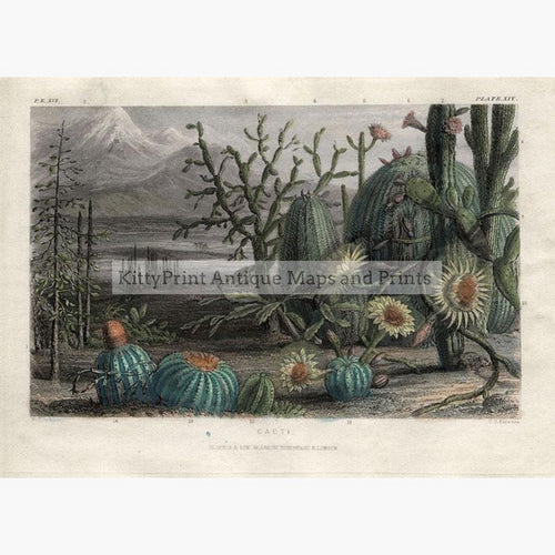 Cacti c.1840 Prints KittyPrint 1800s Botanical (Plants) Landscapes