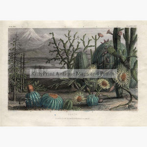 Cacti c.1840 Prints KittyPrint 1800s Botanical (Plants) Landscapes