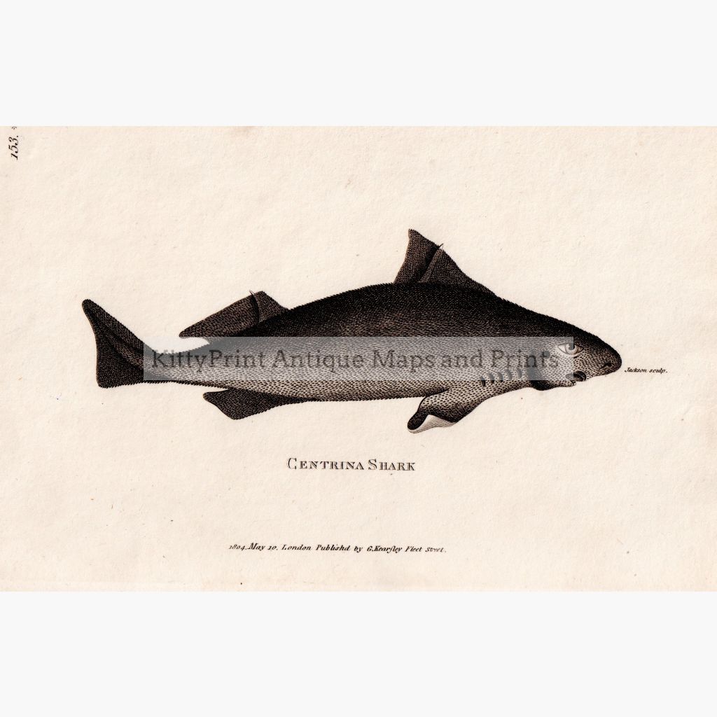 Centrina Shark 1804 Prints