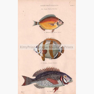 Chaetodons 2 c.1880 Prints KittyPrint 1800s Fish