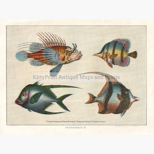 Chaetodons c.1900 Prints KittyPrint 1900s Fish