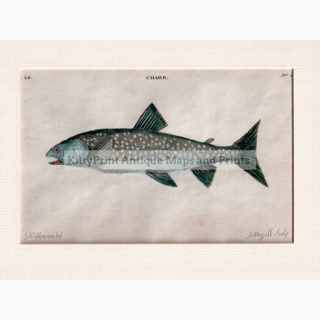 Char Fish 1808 Prints
