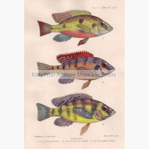Chromis 1893 Prints KittyPrint 1800s Fish