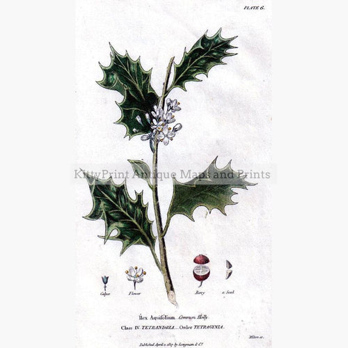 Common Holly 1817 Prints KittyPrint 1800s Botanical (Plants)