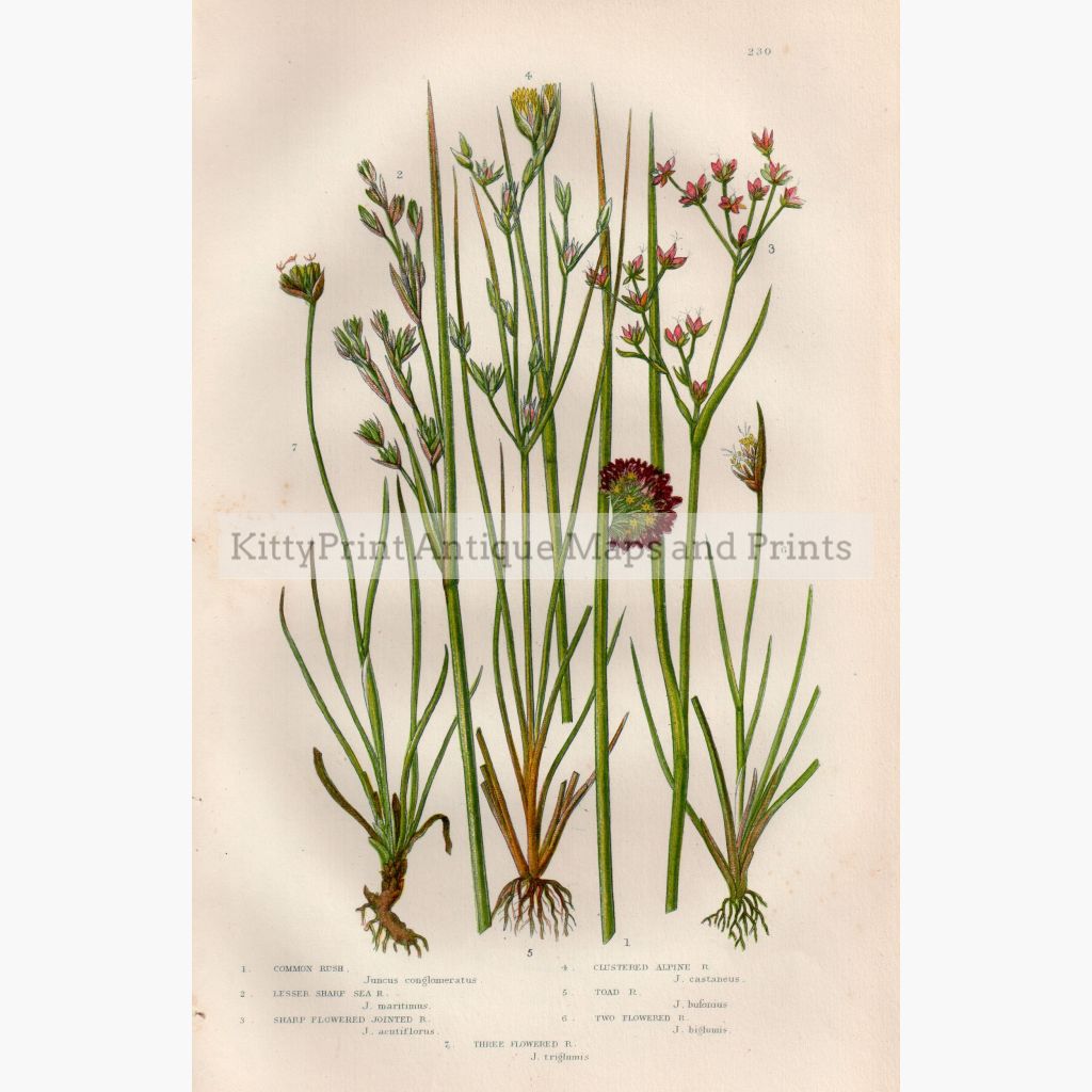 Common Rush Lesser Sharp Sea Juncus C.1860 Prints