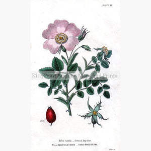 Common Dog Rose 1817 Prints KittyPrint 1800s Botanical (Plants)
