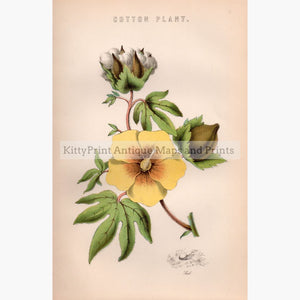 Cotton Plant 1881 Prints