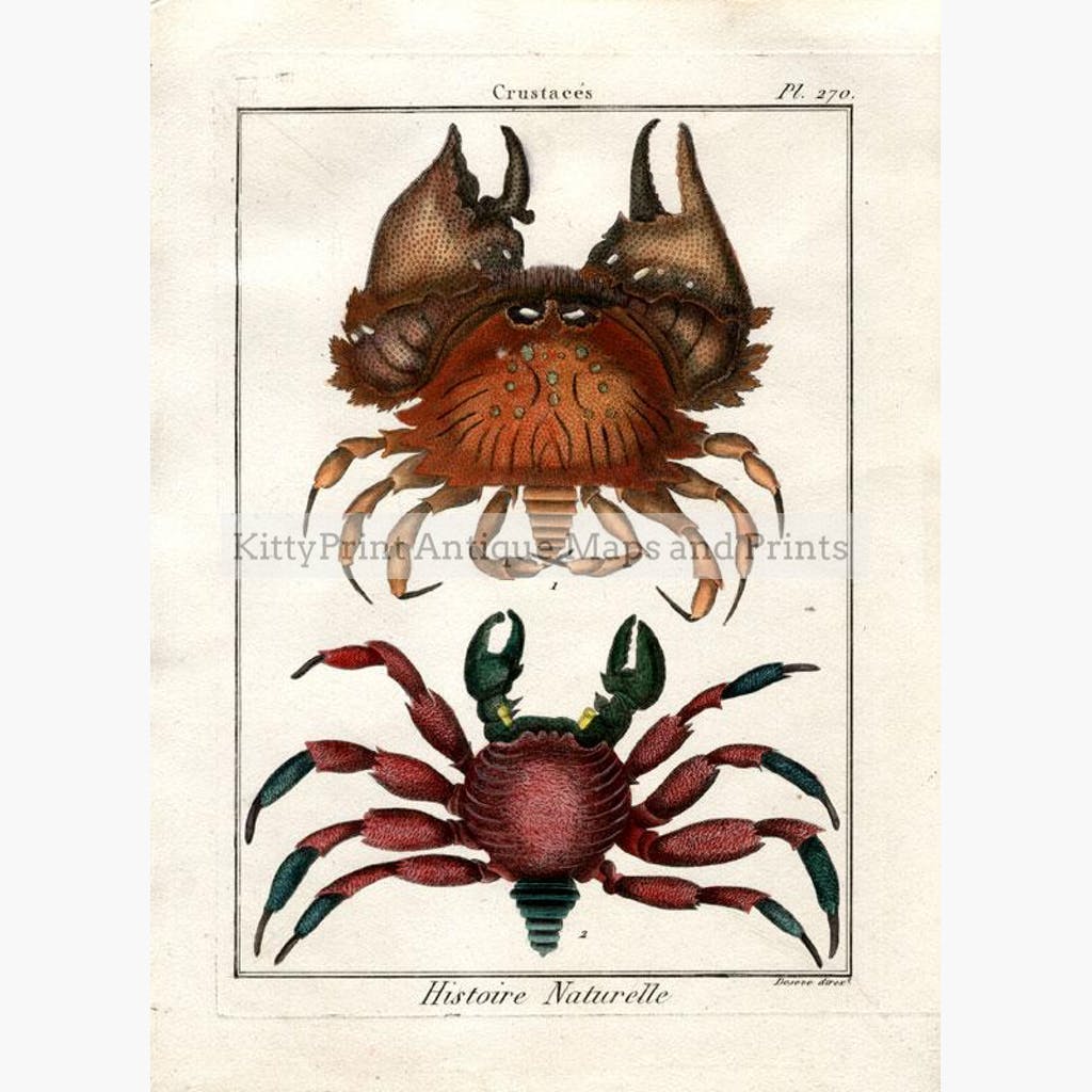 Crabs Crustaces. Histoire Naturelle plate 270 c.1790. Prints KittyPrint Corals & Molluscs