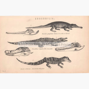 Crocodilia 1881 Prints