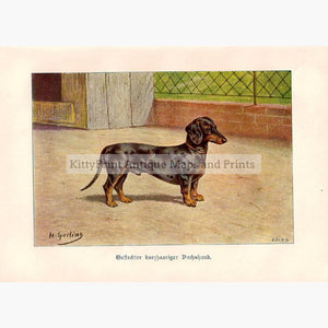 Dachshund Geflechter Kurzhaaringer Dachshund 1898 Prints KittyPrint 1800s Dogs
