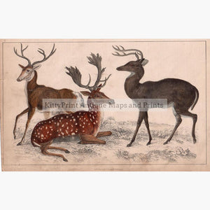 Deer Longhaired Virginian and Fallow Deer 1855 Prints KittyPrint 1800s Monkeys & Primates