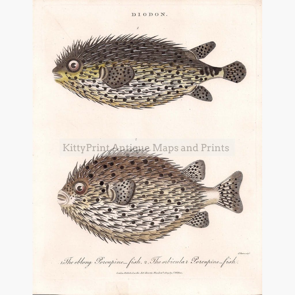 Diodon the Porcupine-fish 1803 Prints KittyPrint 1800s Fish
