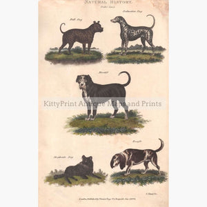 Dogs Order Canis 1828 Prints