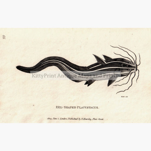 Eel-Shaped Platystacus 1804 Prints