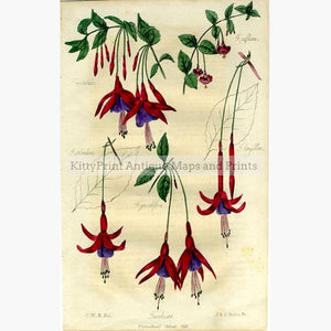 Fuchsias c.1835 Prints KittyPrint 1800s Botanical (Plants)