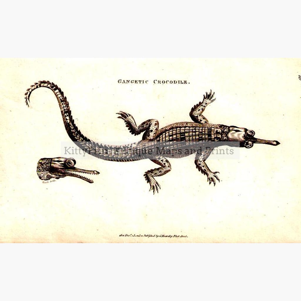 Gangetic Crocodile 1801 Prints KittyPrint Insects & Reptiles