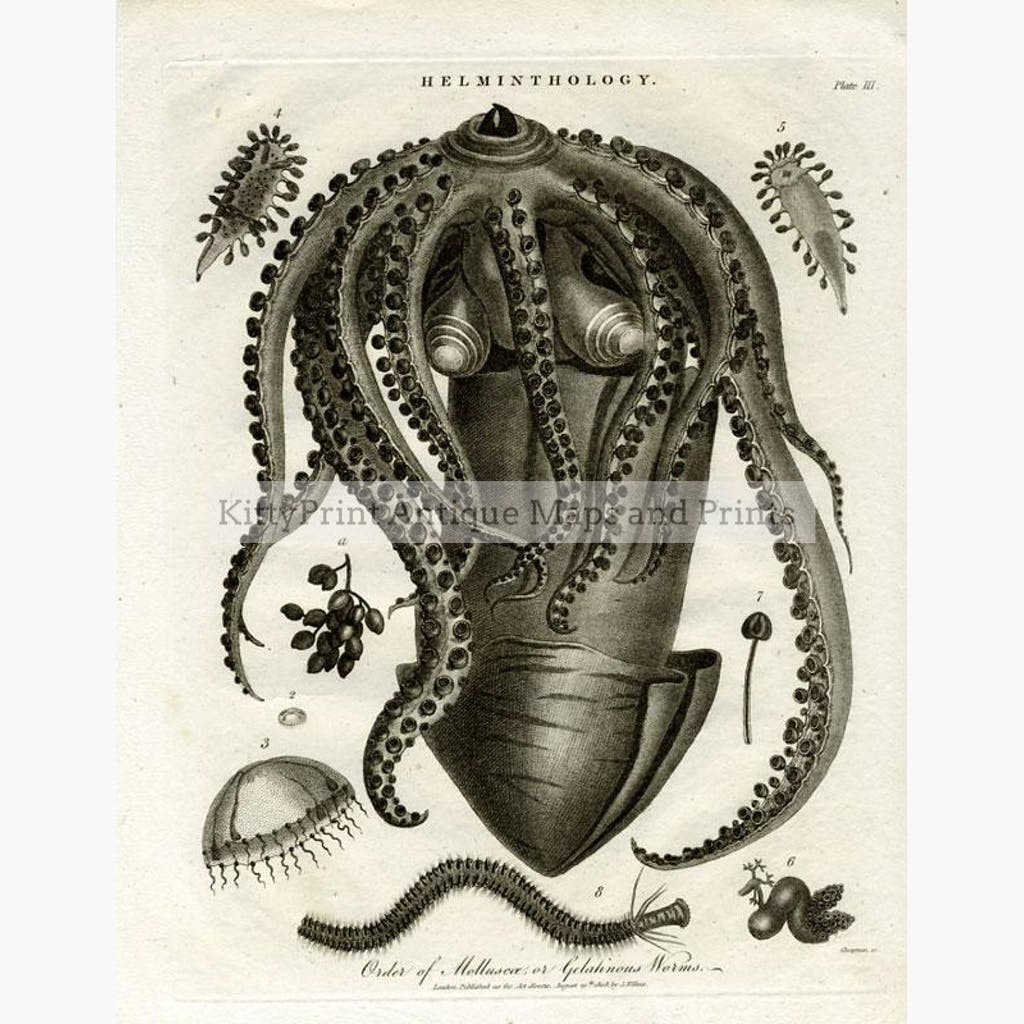 Helminthology Order of Molluscae or Gelatinous Worms 1808 Prints KittyPrint 1800s Corals & Molluscs