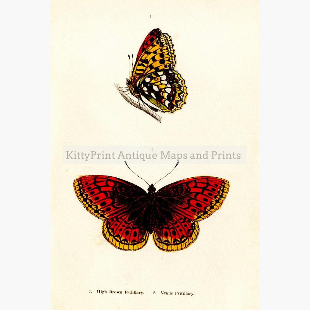 High Brown Fritillary Venus Fritillary 1854. Prints KittyPrint 1800s Insects & Reptiles