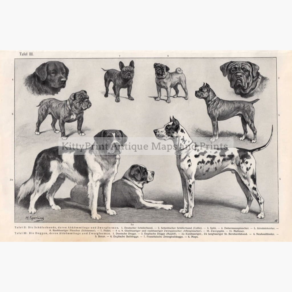 Hunde 3.dogs. St.bernhard Dalmation 1906 Prints