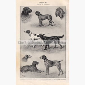 Hunde 4. Hunting Dogs. Pointers Setters 1906 Prints