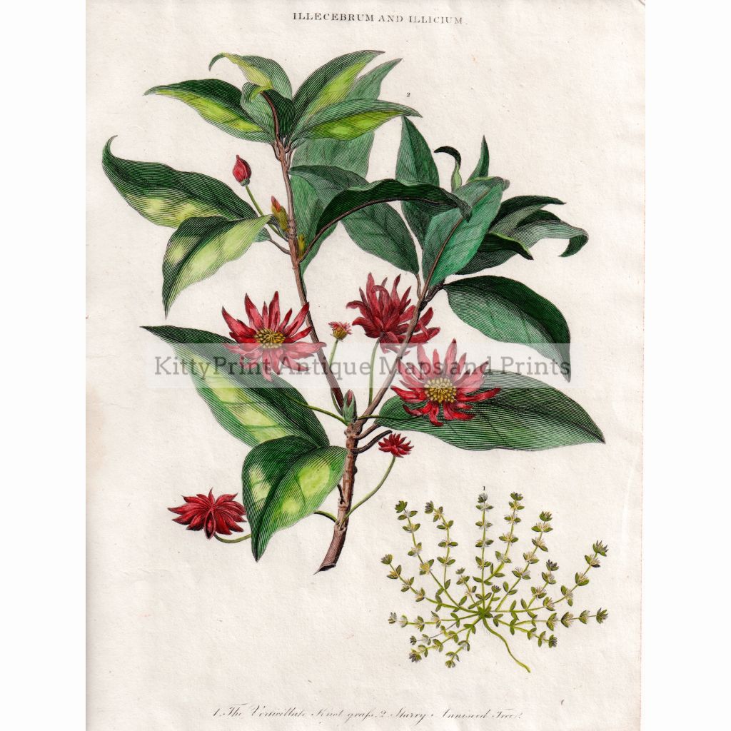 Illecebrum And Illicium 1812 Prints