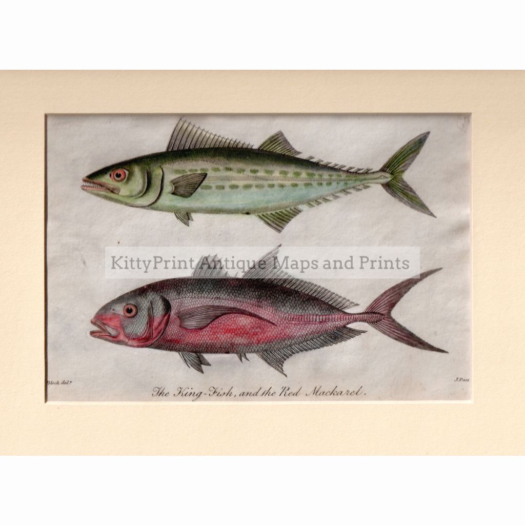 King Fish And The Red Mackarel,1806 Prints