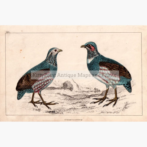 Large-Footed Partridge,c.1840 Kittyprint Prints