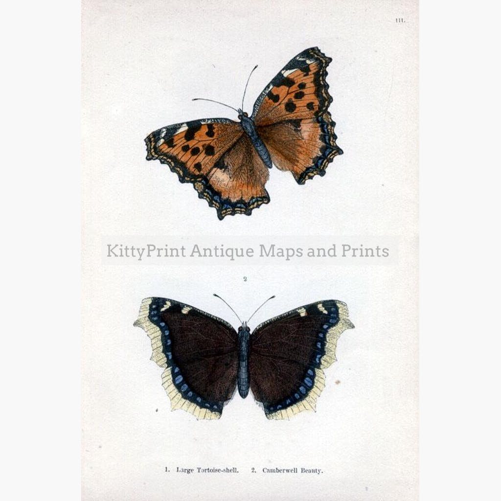 Large Tortoise-shell Camberwell Beauty 1854 Prints KittyPrint 1800s Insects & Reptiles