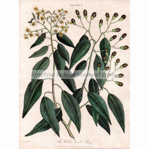 Laurus 1812 Prints